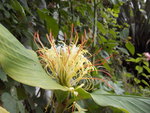 vignette Hedychium ellipticum