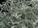 vignette Salvia leucophylla