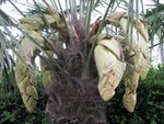 vignette Trachycarpus fortunei (inflorescense mle)