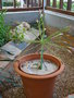vignette Ammocharis longifolia = Cybistetes longifolia