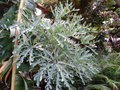 vignette Cussonia paniculata subsp. sinuata