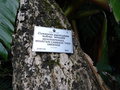 vignette Cussonia paniculata subsp. sinuata