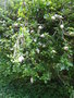 vignette Gardenia ternifolia