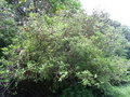 vignette Gardenia ternifolia