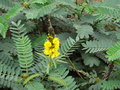 vignette Cassia didymobotrya = Senna didymobotrya