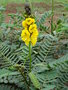 vignette Cassia didymobotrya = Senna didymobotrya