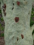 vignette Acacia xanthophloea = Vachellia xanthophloea