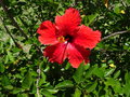 vignette Franschhoek - Hibiscus rosa-sinensis