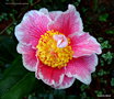 vignette Camélia ' OO-LA-LA ' camellia japonica