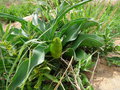 vignette Brunsvigia ou Crinum ?