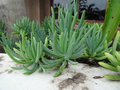 vignette Curio ficoides = Senecio ficoides