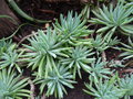 vignette Curio ficoides = Senecio ficoides