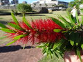 vignette Callistemon