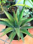 vignette agave gentryi jaws