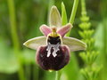 vignette Ophrys arachnitiformis X normanii