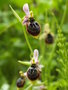 vignette Ophrys  fuciflora X apifera X speculum