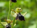 vignette Ophrys  melena