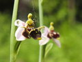 vignette Ophrys  oestrifera