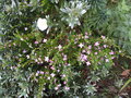 vignette Boronia nana var. hyssopifolia