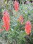 vignette Aloe arborescens