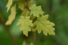 vignette Thomasia quercifolia