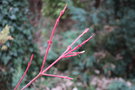 vignette Acer conspicuum 'Red Flamingo' en hiver
