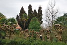 vignette Trachycarpus fortunei   (Pyrnes-Atlantiques, Aquitaine)