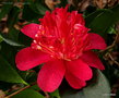 vignette Camélia ' VOLCANO ' camellia japonica