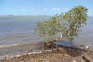 vignette Avicennia marina ssp. australasica