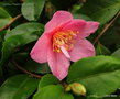 vignette Camélia ' FRAGRANT PINK' ou ' FRAGRANT PINK IMPROVED ' camellia hybride ? parfumé