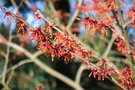 vignette Hamamelis cv.