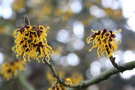 vignette Hamamelis japonica 'Arborea'