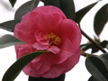 vignette Camellia 'Brigadoon'