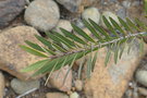 vignette Cloezia artensis var. riparia