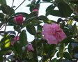 vignette Camellia reticulata 'Début' 2016