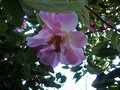 vignette Camellia reticulata 'Début' 2016
