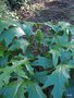 vignette Acanthus mollis - Acanthe à feuilles molles