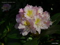 vignette Rhododendron 'Cunningham's Blush'