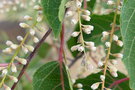 vignette Homalium betulifolium