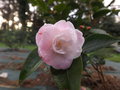 vignette Camellia 'Sweet Jane'