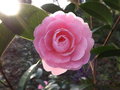 vignette Camellia 'E G Waterhouse'