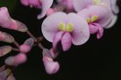 vignette Hardenbergia violacea rosea