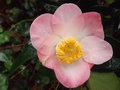 vignette Camellia 'Sunny side'