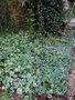 vignette Cyclamen hederifolium / neapolitum