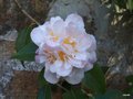 vignette Camellia  champêtre 'High Fragance' 2016