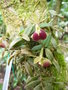 vignette Epidendrum porpax = Epidendrum peperomia