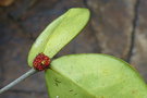 vignette Phyllanthus conjugatus var. conjugatus