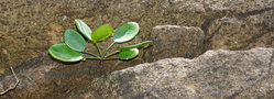 vignette Phyllanthus conjugatus var. conjugatus