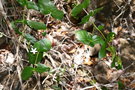 vignette Cyclophyllum sagittatum