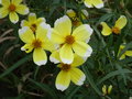 vignette Bidens aurea 'Hannay's Lemon Drop' fleur= Bidens heterophylla 'Hannay's Lemon Drop'